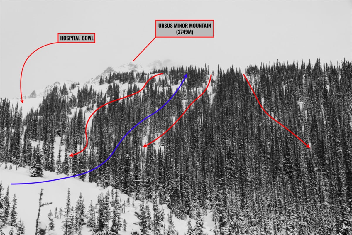 view of ursus minor trees with overlay V2