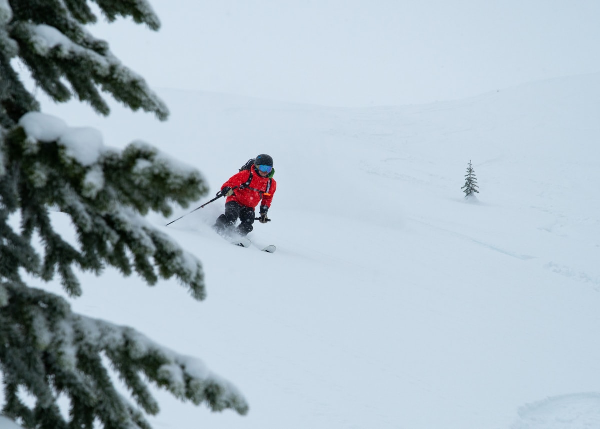 skier carving a turn in powder near a tree