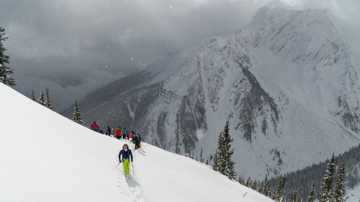 several people on top of the grizzly trees run