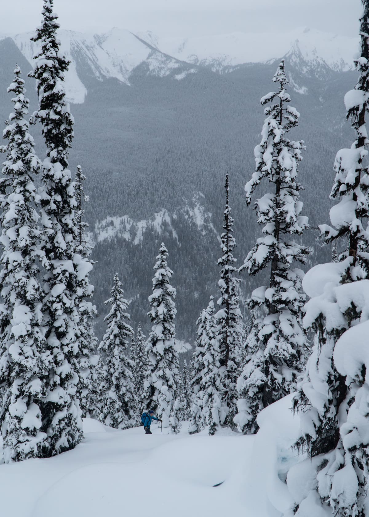 young man ski touring in glacier national park canada