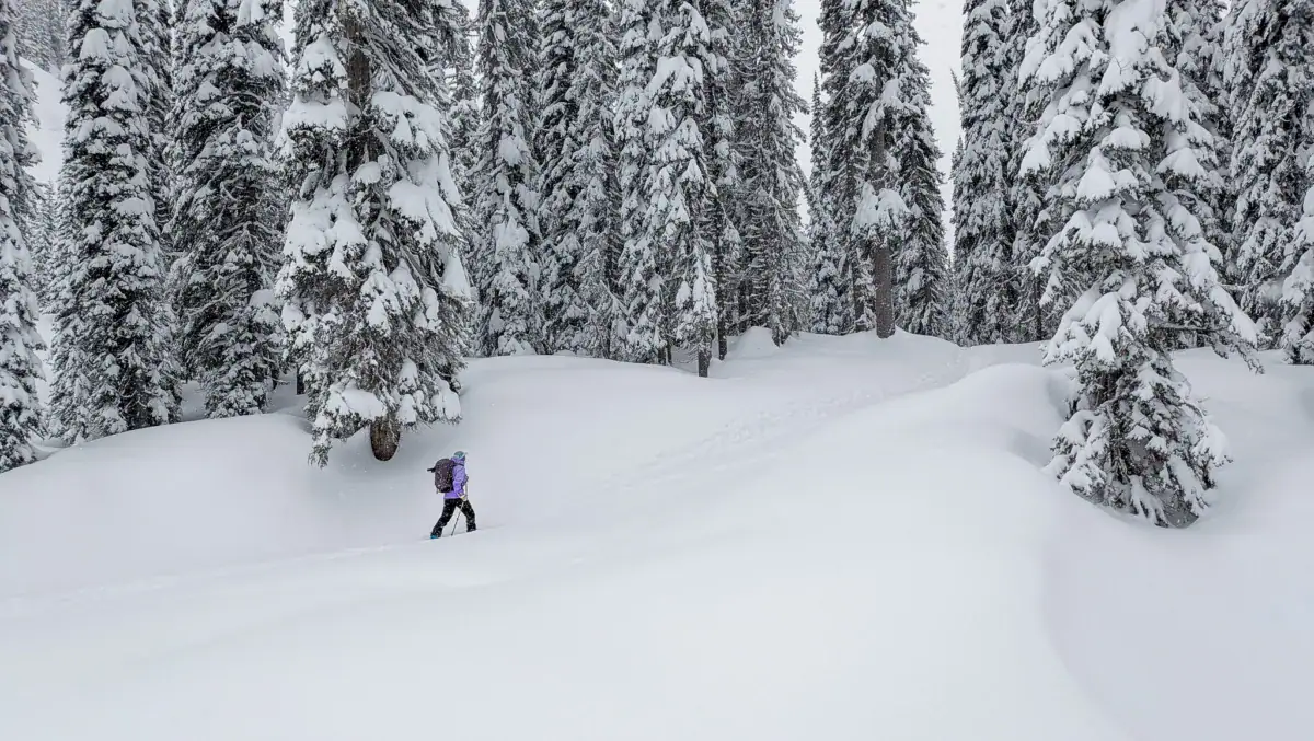 ski tourer climbing a cat road near montana trees