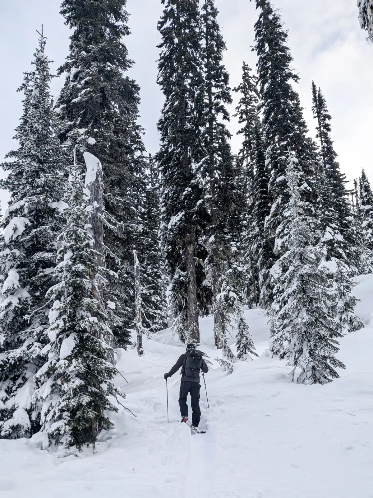 splitboarder walking in monashees forest